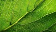 © Abigail - abstract closeup macro photography of green organic foliage texture leaves leaf background and design material generative ai