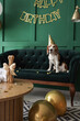 © Pixel-Shot - Adorable Beagle dog with party hat celebrating birthday at home