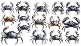 A collection of watercolor crabs, each presented with a unique color scheme, on white background