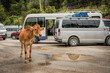© Travel 'n' Lifestyle - View of a light brown calf standing near a puddle and assortment of parked vehicles with a backdrop of lush green trees, Paro, Bhutan.