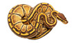 © Cian - Isolated, golden ball python in a coil on a seamless backdrop, beautiful royal python snake