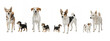 © Char - Set Of Dog with Puppy isolated on transparent background, Puppy with mother , Dog PNG
