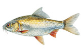 Silver barb fish hand drawn watercolor illustration