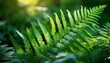 © Colton - close up of vibrant green fern like foliage shallow depth of field