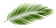© Jahangir - Tropical green palm leaf with natural texture isolated on transparent background PNG