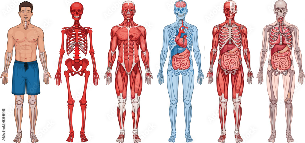 Detailed human anatomy illustration showing muscular system, skeletal ...