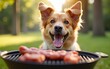 © Liam - Happy dog enjoys barbecue day with grilled meat in a sunny outdoor setting. High quality