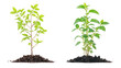 © Al-Mamun - Two different types of young saplings, common roadside planting on transparent background