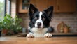 © Pete - Curious border collie dog peeks over wooden table in kitchen interior. Black, white dog waits patiently with paws on table surface near houseplants. Alert pet looks attentively at viewer in domestic