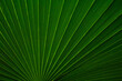 © Kara - Plant background. Wallpaper. Plant wallpaper. Dark theme. Leaves. Wildlife. Dark tropical foliage. Tropical palm leaf close-up. Jungle leaves dark aesthetic. Palm frond in low light