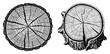 © Katarzyna - Tree Trunk Cross Section Growth Rings Detailed Hand Drawn Wood Slice Vector Illustration