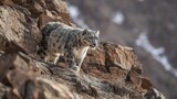 Snow leopard poised on rocky mountainside, fur blending into stone