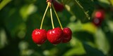 Bright red ripe cherries, freshly picked, seasonal harvest for fresh fruit consumption