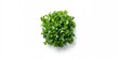 © The 2R Artificiality - Fresh rucola leaves on white background used as a salad ingredient, healthy eating