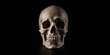 © The 2R Artificiality - Natural human skull viewed from the front, bone structure for medical study or anatomical reference