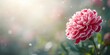 © AkuAku - Pink, white, and red carnations blurred background, floral display for decorative use