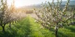 © Cyber Shutter - Blooming apple orchard, seasonal agricultural landscape for fruit production