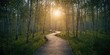 © Holo Frame - Pathway amid birch trees in the Moor, ecological stability and landscape conservation