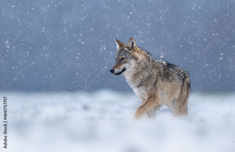 Grey wolf ( Canis lupus ) close up Stock Photo | Adobe Stock
