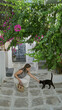 © Krakenimages.com - Woman pets a black cat on a sunlit cobblestone street in mykonos, crouching to stroke the animal; serenity travel memory.