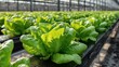 © Oleksandr - Lush rows of green lettuce flourish inside a greenhouse, capturing the essence of sustainable farming. Bright sunlight enhances the vibrant color of the crops.