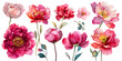 © DARK TRUST - Vibrant watercolor collection of peony flowers in shades of pink and red