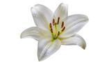White lily with water droplets on black background lily flower dew drops