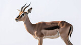 antelope isolated on white background