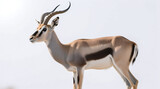 antelope isolated on white background