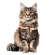 © SUUGOIisME - A majestic Maine Coon cat sitting gracefully against a plain white background. its fluffy fur and striking eyes. perfect for pet-related content or animal lovers publications