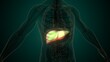 © microscience - Human white liver anatomy. 3d render