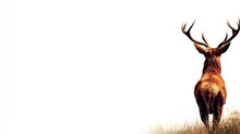 鹿の雄の動物の風景 無料画像 - Public Domain Pictures