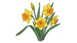 © Unique Images - Yellow Daffodils Bouquet on White Background