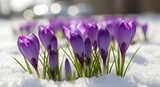Purple crocus flowers emerging through the snow blossoming during early spring a symbol of hope