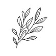 © Hazrat - Minimalist Line Art of Leafy Branch on Transparent Background