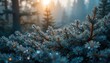 © ambacim - Magical morning light sparkles on dewy blue spruce branches in peaceful forest setting, perfect for holiday designs and serene nature projects