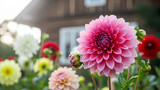 Stunning vibrant pink dahlia flower blossoming among many colorful blooms in nature