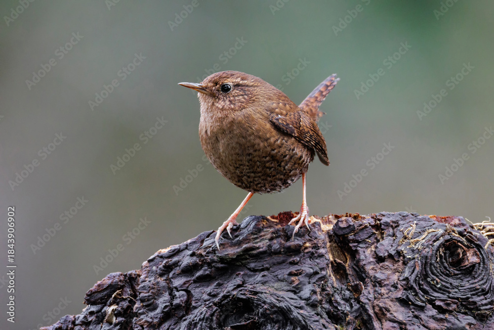 Pacific wren