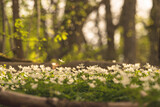 Wood anemone Anemone nemorosa glowing in warm spring forest sunlight.