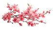 © Liton - Cherry blossom branch with delicate pink flowers transparent png background. Ai generated