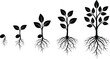 © S.P - Plant growth stages silhouette set, seed to mature vector pack, editable, isolated, root system, leaf canopy, black icons