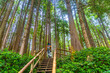 © unai - Tourists walking up wooden stairs in rainforest trail in tofino