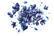 © Muliati - Blue flower cluster blooms. Isolated on black, loose petals float