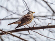 © Dmitrii Potashkin - Fieldbird sits on a branch in spring with a blurred background.