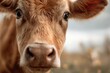 © Stood - Portrait of a brown cow close up animal farm livestock cattle
