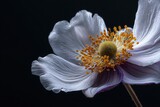 Macro shot of white and purple anemone flower in bloom