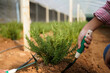 © Stella 16 - Farmer digging soil with shovel in greenhouse