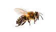 © MAS - macro of western honey bee ( Apis mellifera) isolated on transparent background png cutout