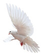 © lotus_studio - Majestic White Dove in Mid-Flight with Graceful Wings Spread Wide