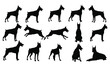 © sourov - A comprehensive collection of Doberman Pinscher dog silhouettes in various poses and actions